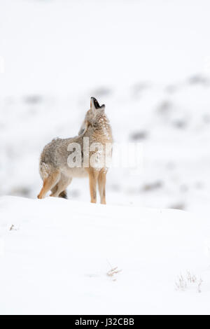 Coyote / Kojote ( Canis latrans ) in inverno, urlando, in piedi nella neve sulla cima di una collina, area di Yellowstone, Wyoming negli Stati Uniti. Foto Stock