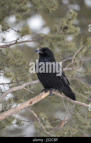 Comuni / Raven Kolkrabe ( Corvus corax ) in inverno, arroccato in una conifera albero, con neve a becco, area di Yellowstone, Montana, USA. Foto Stock