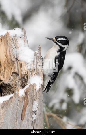 Picchio pelose / Haarspecht ( Picoides villosus ), femmina adulta in inverno, appollaiato sulla coperta di neve albero morto, il Parco Nazionale di Yellowstone, STATI UNITI D'AMERICA. Foto Stock