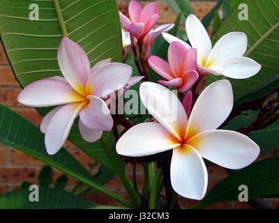 Un spary di frangipani's Foto Stock