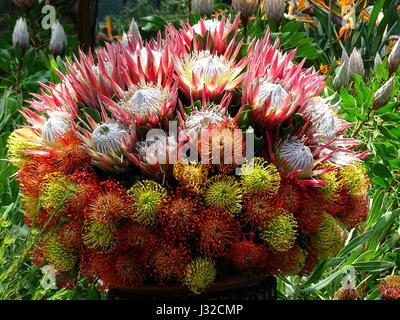 Un Protea Bouquet Foto Stock