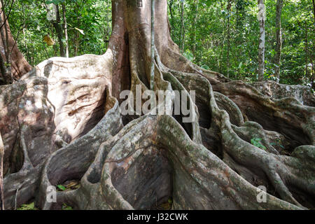 Un albero gigante con radici quadrate in foresta, Costa Rica Foto Stock