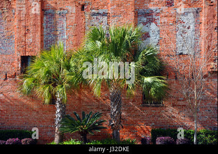 Vintage brick wall in downtown Columbia, South Carolina has been landscaped and rejuvinated.  Three Palmetto palm trees stand against rustic brick wal Foto Stock
