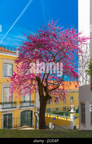 La molla tipica strada di Lisbona, Portogallo Foto Stock