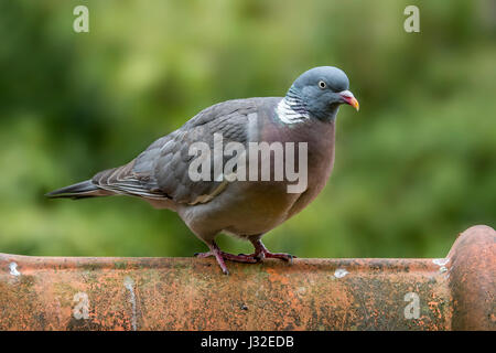 Comune piccione di legno (Columba palumbus) appollaiato sulla piastrella sul tetto di casa Foto Stock