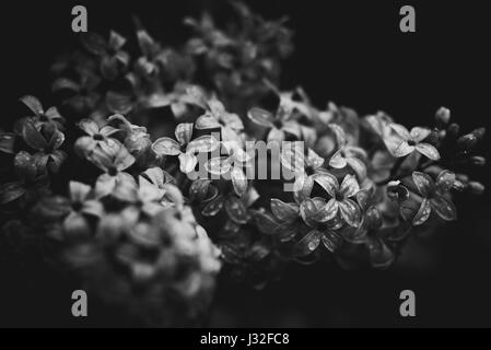 Immagine in bianco e nero di fiori di primavera in un giardino dopo la pioggia. Foto Stock
