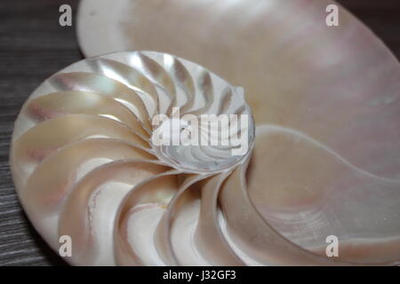 Nautilus shell Fibonacci simmetria metà sezione dorata a spirale struttura rapporto di crescita close up back lit madreperla close up ( pompilio nauti Foto Stock