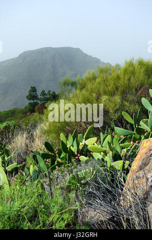 Canarie isola , Tenerife, la flora e la natura in una giornata di sole Foto Stock