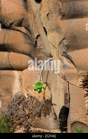 Grande roccia con piccole cuctus verde a Tenerife, Spagna Foto Stock