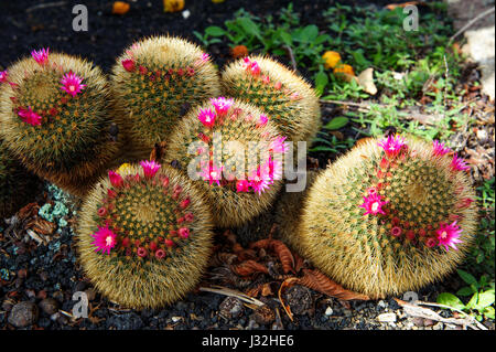 Palla dorata cactus / Echinocactus grusonii tempo di fioritura Foto Stock