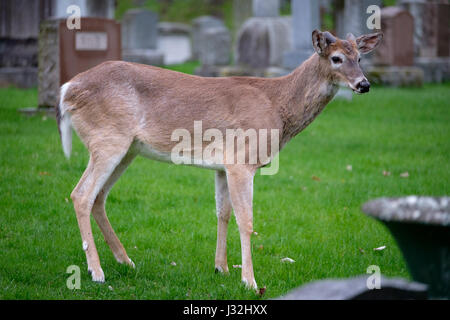 Giovane maschio bianco-tailed deer (Odocoileus virginianus), buck, stando in piedi in un campo erboso, erba verde, un animale, un cimitero, London, Ontario, Canada. Foto Stock