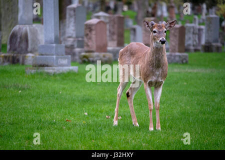 Giovane maschio bianco-tailed deer (Odocoileus virginianus), buck, stando in piedi in un campo erboso, erba verde, un animale, un cimitero, London, Ontario, Canada. Foto Stock