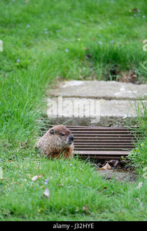 Maschio di marmotta, marmotta (Marmota monax) all'ingresso della sua tana in ambiente urbano, il parco della città di Londra, Ontario, Canada. Foto Stock