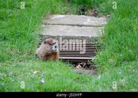 Maschio di marmotta, marmotta (Marmota monax) all'ingresso della sua tana in ambiente urbano, il parco della città di Londra, Ontario, Canada. Foto Stock