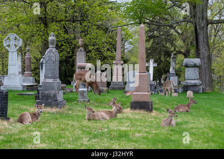 Gruppo di giovani white-tailed deer (Odocoileus virginianus), maschio, femmina, doe, buck, ambiente urbano, città cimitero, London, Ontario, Canada. Foto Stock