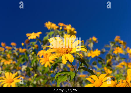 Girasole messicano con sfondo cielo su Doi Mae U-Kho mountain a Mae Hong Son provincia nord della Thailandia. Foto Stock