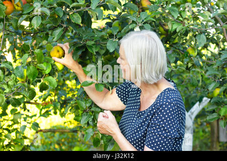 Donna anziana in una polka blu-punteggiato il vestito e un cestello sul suo braccio raccolta mele mature di un albero nel suo giardino, attiva e sana conce di pensionamento Foto Stock