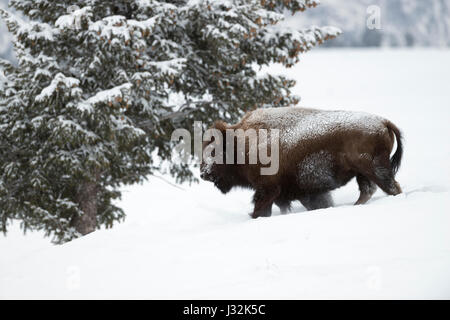 Bisonti americani / Amerikanischer ( Bison bison bison ) in inverno a piedi attraverso la neve, il ghiaccio coperto, duro inverno meteo, Area di Yellowstone, Montan Foto Stock