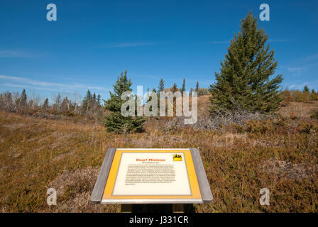 Informazioni registrazione lungo lo spirito Sands trail, boschi di abete rosso Parco Provinciale, Manitoba, Canada Foto Stock