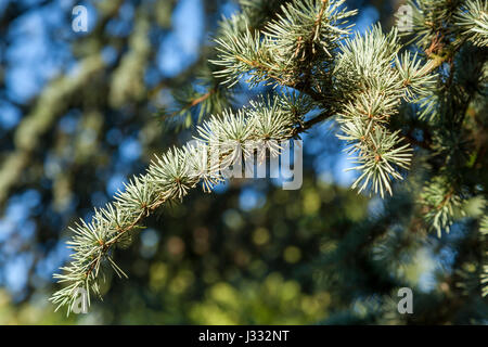 Atlas Blue Cedro Cedrus atlantica Glauca Gruppo, England, Regno Unito Foto Stock