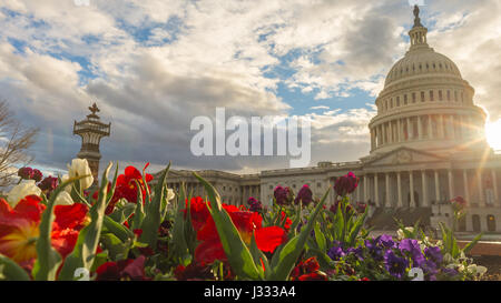 I fiori sbocciano in un aiuola sul lato est degli Stati Uniti Campidoglio di Washington D.C. Foto Stock