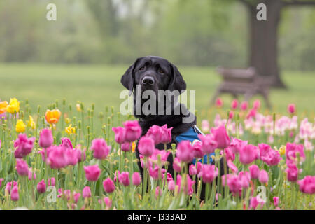 Un nero labrador retriever si erge tra giallo e rosa tulipani durante la primavera Foto Stock