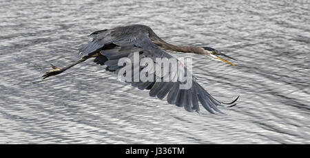 Airone blu Foto Stock