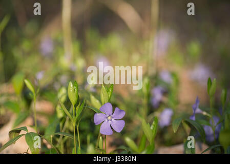 Fiori viola ilesser pervinkle nella foresta Foto Stock
