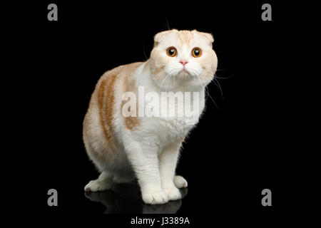 Scottish Fold razza gatto isolato su sfondo nero Foto Stock