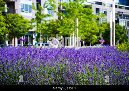 Simbiosi artificialmente creato città e genuina natura nell'urbano per la città di Portland. Вushes viola fiori di lavanda contro uno sfondo di calcestruzzo Foto Stock