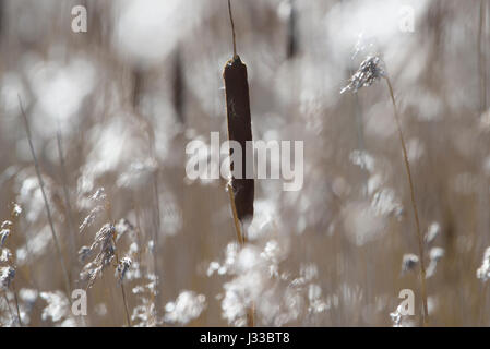 Giunchi a Leighton Moss RSPB riserva naturale, Lancashire. Foto Stock