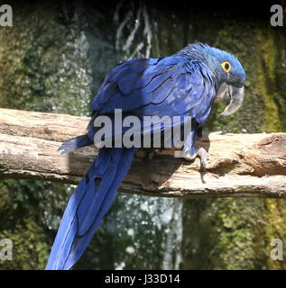 Sud Americana Ara Giacinto (Anodorhynchus hyacinthinus). Principali specie di pappagallo nel mondo, si trovano in Brasile, la Bolivia e il Paraguay. Foto Stock