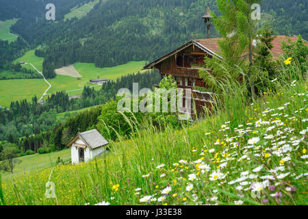 Vista su un prato di fiori di una malga alpina, Penningberg, Hopfgarten im Brixental, Kitzbuehel Alpi, Tirolo, Austria Foto Stock