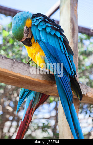 Blue Parrot di grandi dimensioni con giallo al collo e al torace, verde macchiato di testa. Piume di pulizia Foto Stock