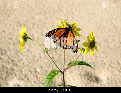 Farfalla monarca, Danaus plexippus, sul piccolo bosco, girasole Helianthus microcefalo, blossom Foto Stock