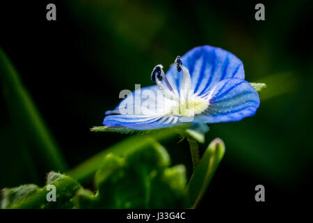 La molla blu fiore Anemone hepatica nella foresta macro Foto Stock