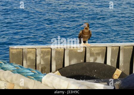 I capretti brown booby (Sula leucogaster) in un porto di mare Foto Stock