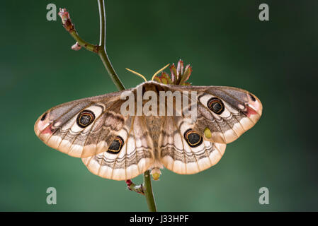 Piccola falena imperatore (Saturnia pavonia), Tirolo, Austria Foto Stock