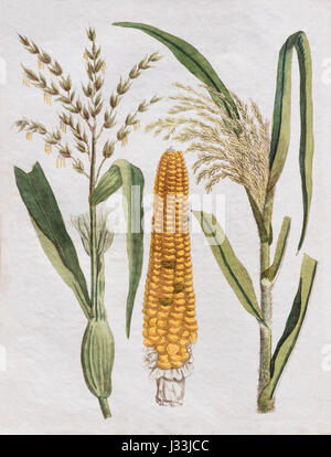 Il mais (Zea mays) e di tutoli di mais, handcolored incisione su rame, da Friedrich Justin Bertuch picture book per bambini Foto Stock