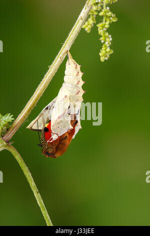 Farfalla pavone (Inachis io), Caterpillar in crisalide schiusa, appeso a testa in giù su ortica, processo pupation, serie, Hesse Foto Stock