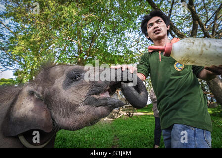 Un mahout che dà latte ad un elefante del bambino che è sotto trattamento al centro di riabilitazione dell'elefante di Sumatran in modo Parco Nazionale di Kambas, Indonesia. Foto Stock