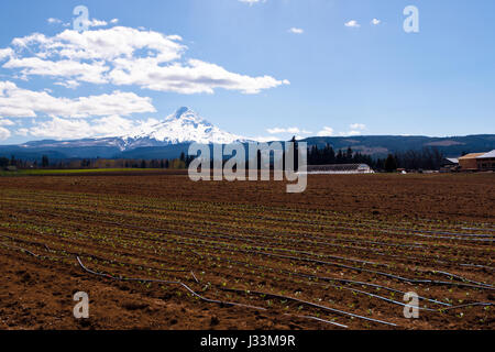 Campo Arato con una serra e i primi germogli di piante e in plastica nera di tubi per irrigazione, tra i campi, alberi, colline, montagne innevate e c Foto Stock