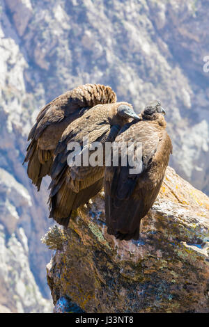 Tre Condor al Canyon del Colca seduta,Perù,America del Sud. Si tratta di un condor il più grande uccello in volo sulla terra Foto Stock