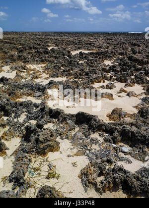 Texture di coralli vecchia spiaggia rocciosa nella Grande Isola di Abaco, in Bahamas. Foto Stock