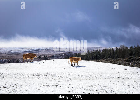 Vacche nelle Highlands della Scozia Foto Stock