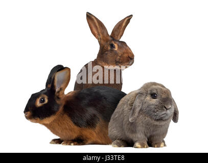Fuoco nero,coniglio lepre belga e Holland Lop coniglio isolato su bianco Foto Stock