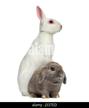 Albino Bianchi lepre sulle sue zampe posteriori e Holland Lop coniglio isolato su bianco Foto Stock