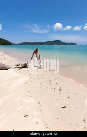 Driftwood sulla sabbia bianca tro[pical spiaggia di Cape Panwa Phuket, Tailandia Foto Stock