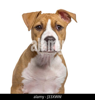 Close-up di un American Staffordshire Terrier cucciolo, isolato su bianco Foto Stock