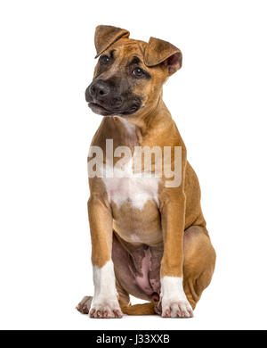 American Staffordshire Terrier cucciolo (4 mesi) Foto Stock